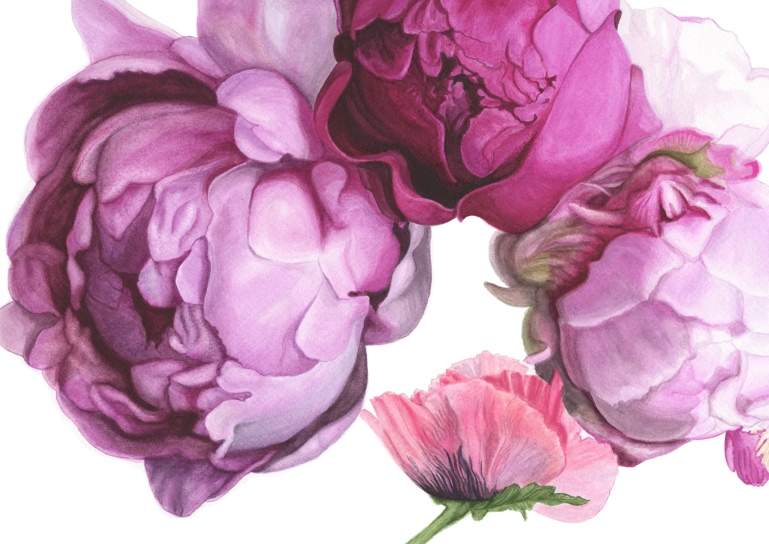 Cindy Pretorius Collection CP01 Pink and purple peonies with white background print