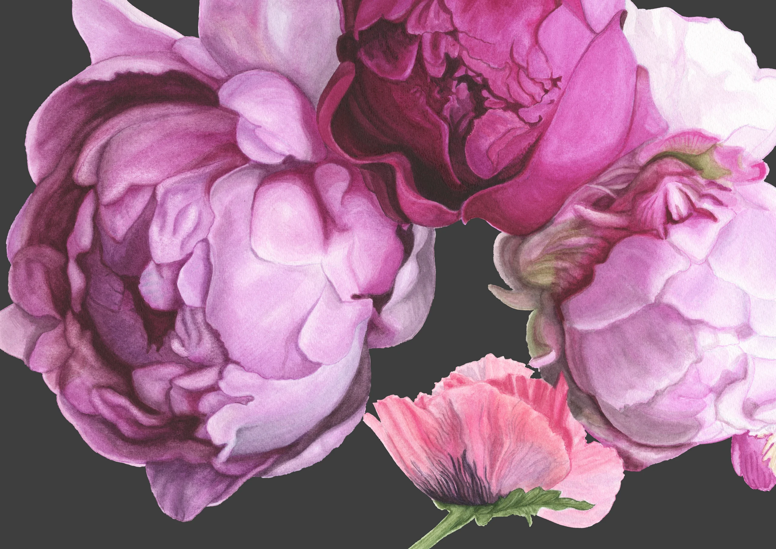 Cindy Pretorius Collection CP02 Pink and purple peonies with black background print