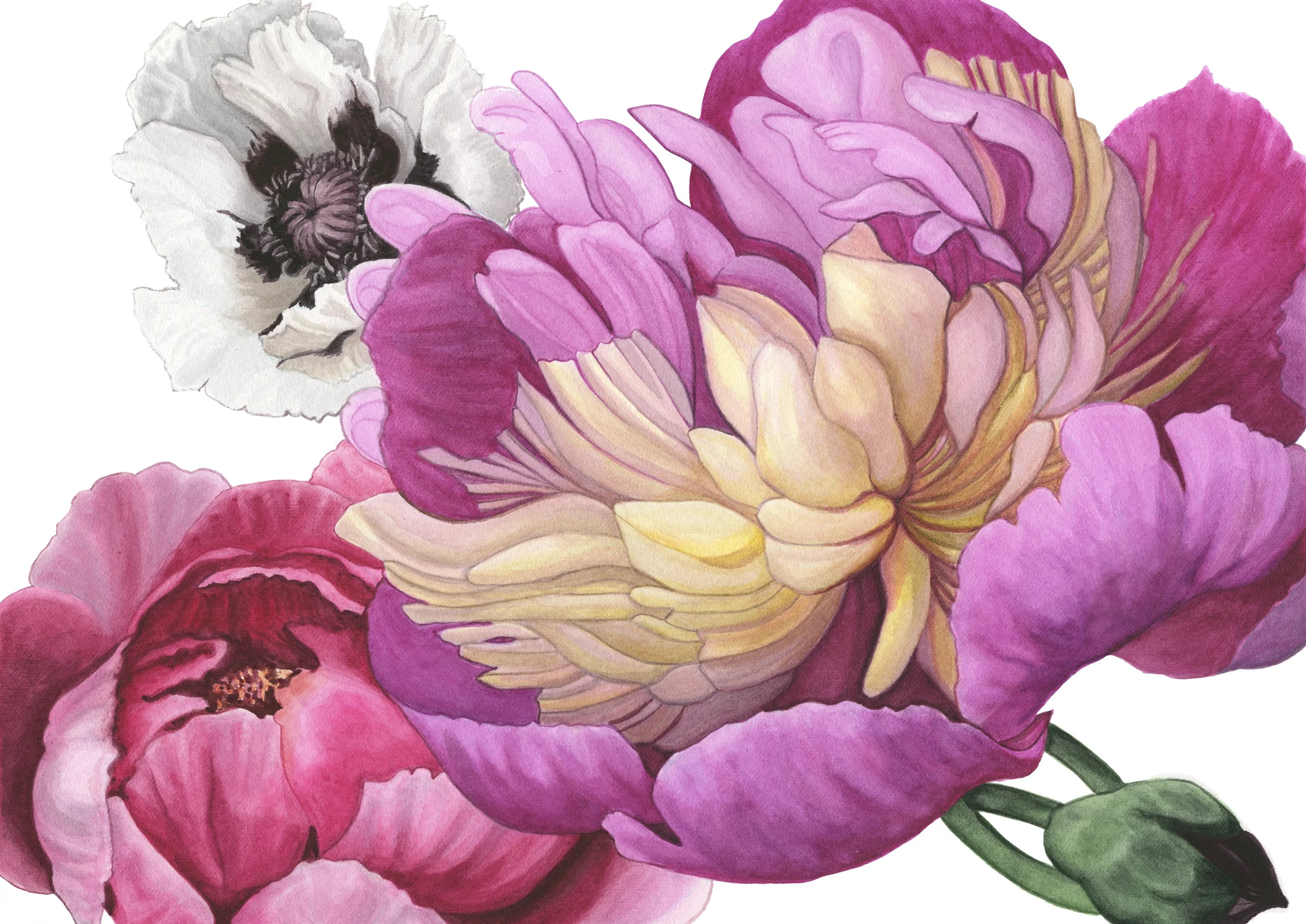 Cindy Pretorius Collection CP05 Pink, white and purple peonies with white background print