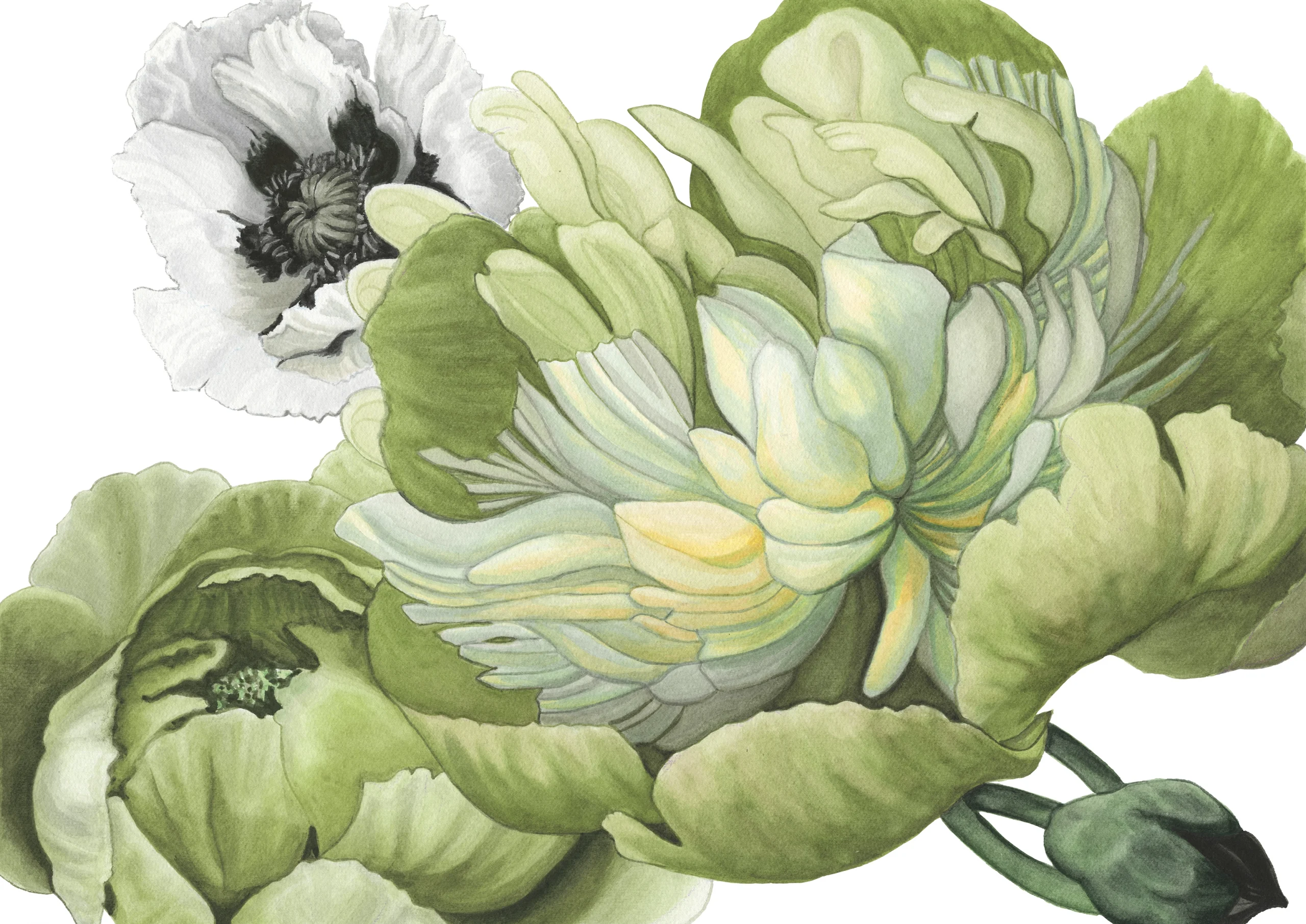 Cindy Pretorius Collection CP08 White and shades of green peonies with white background print