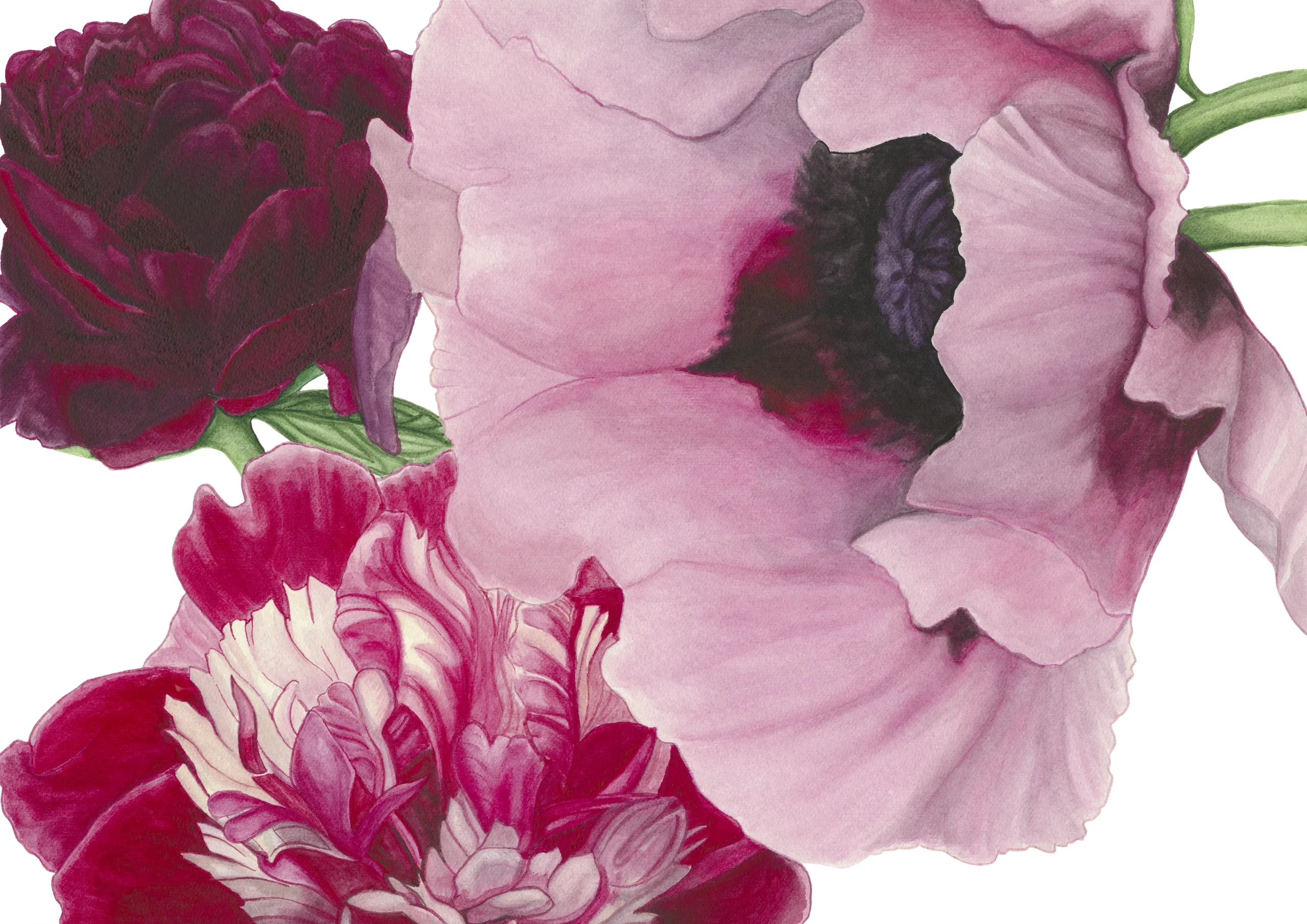 Cindy Pretorius Collection CP13 Pink and purple peonies with white background print