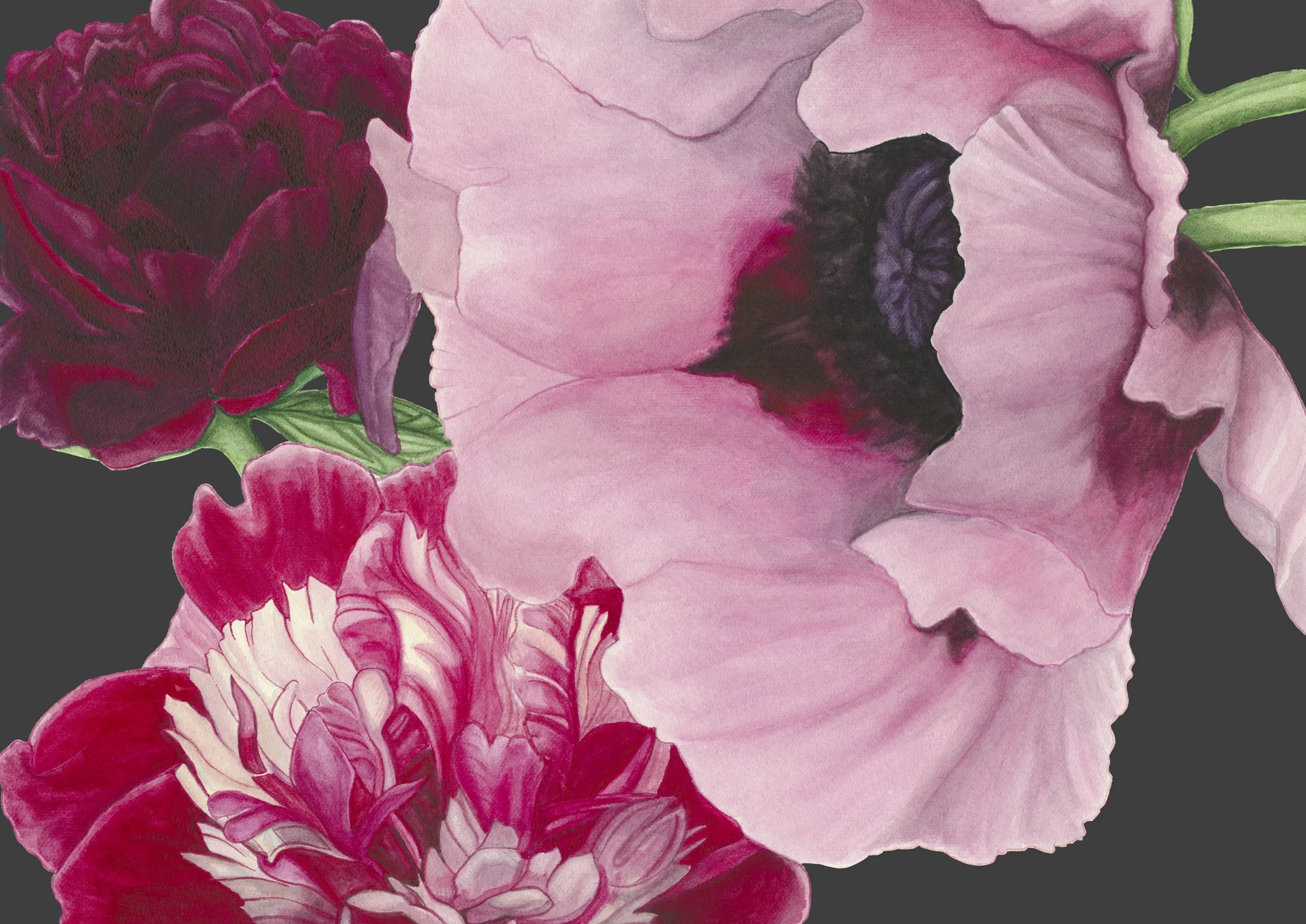 Cindy Pretorius Collection CP14 Pink and purple peonies with black background print