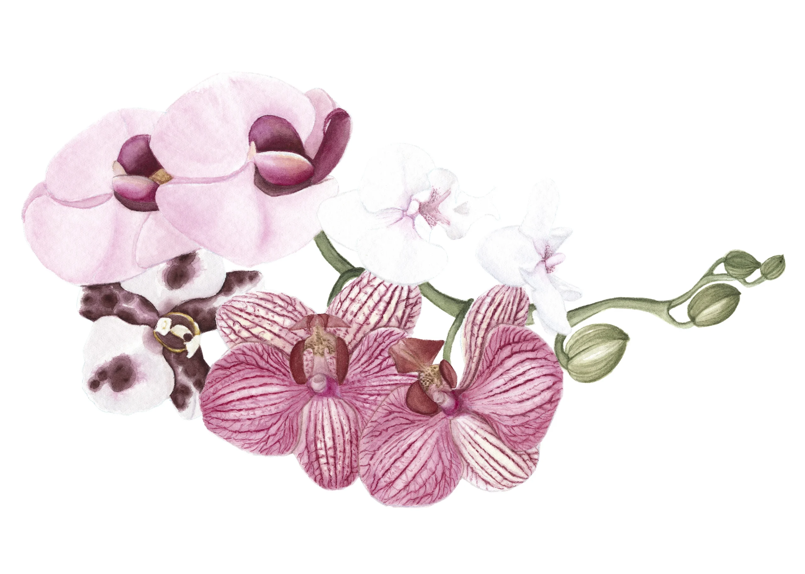 Cindy Pretorius Collection CP29 Pink, purple and white orchid print with white background