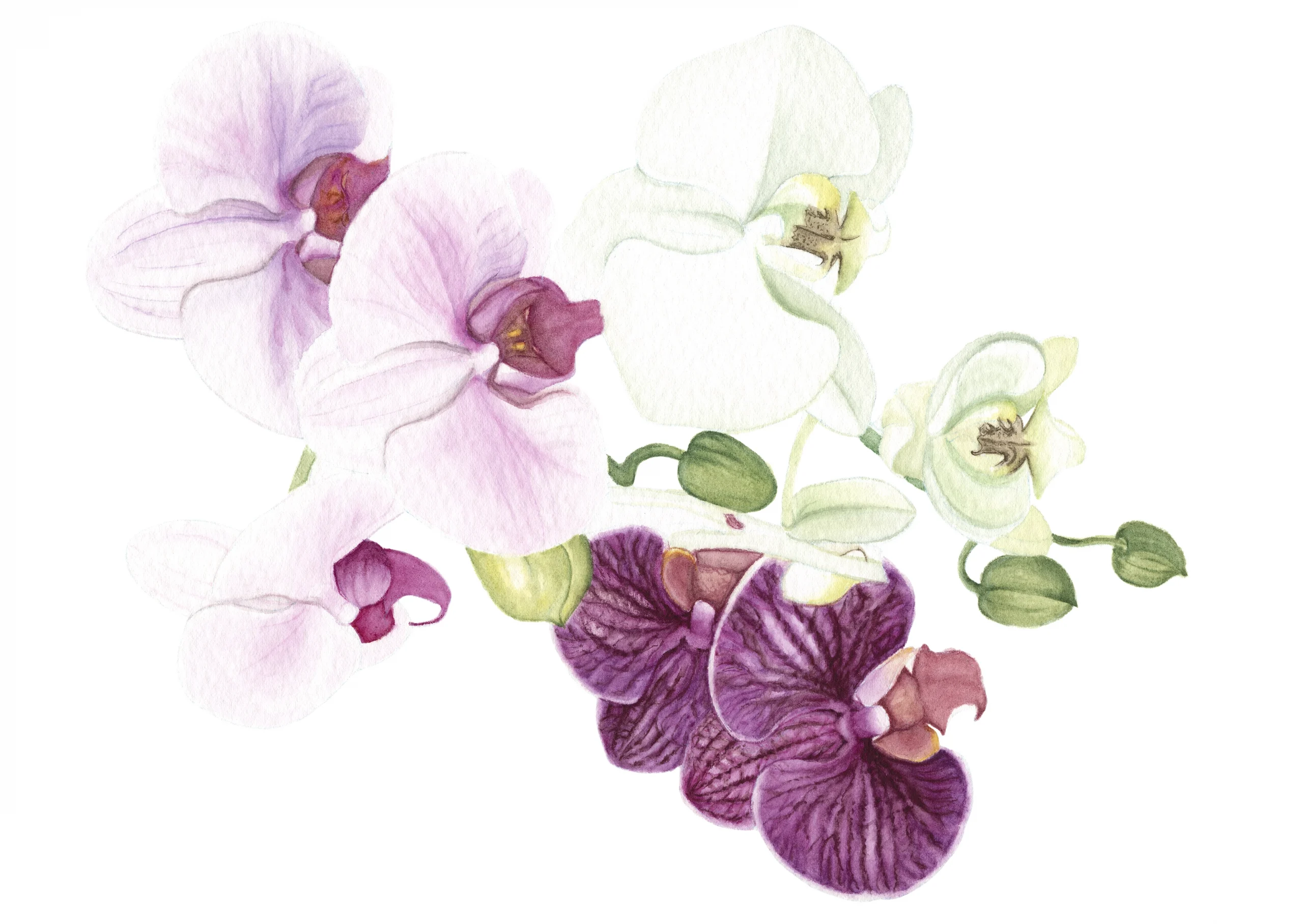 Cindy Pretorius Collection CP30 Pink, purple and white orchid print with white background