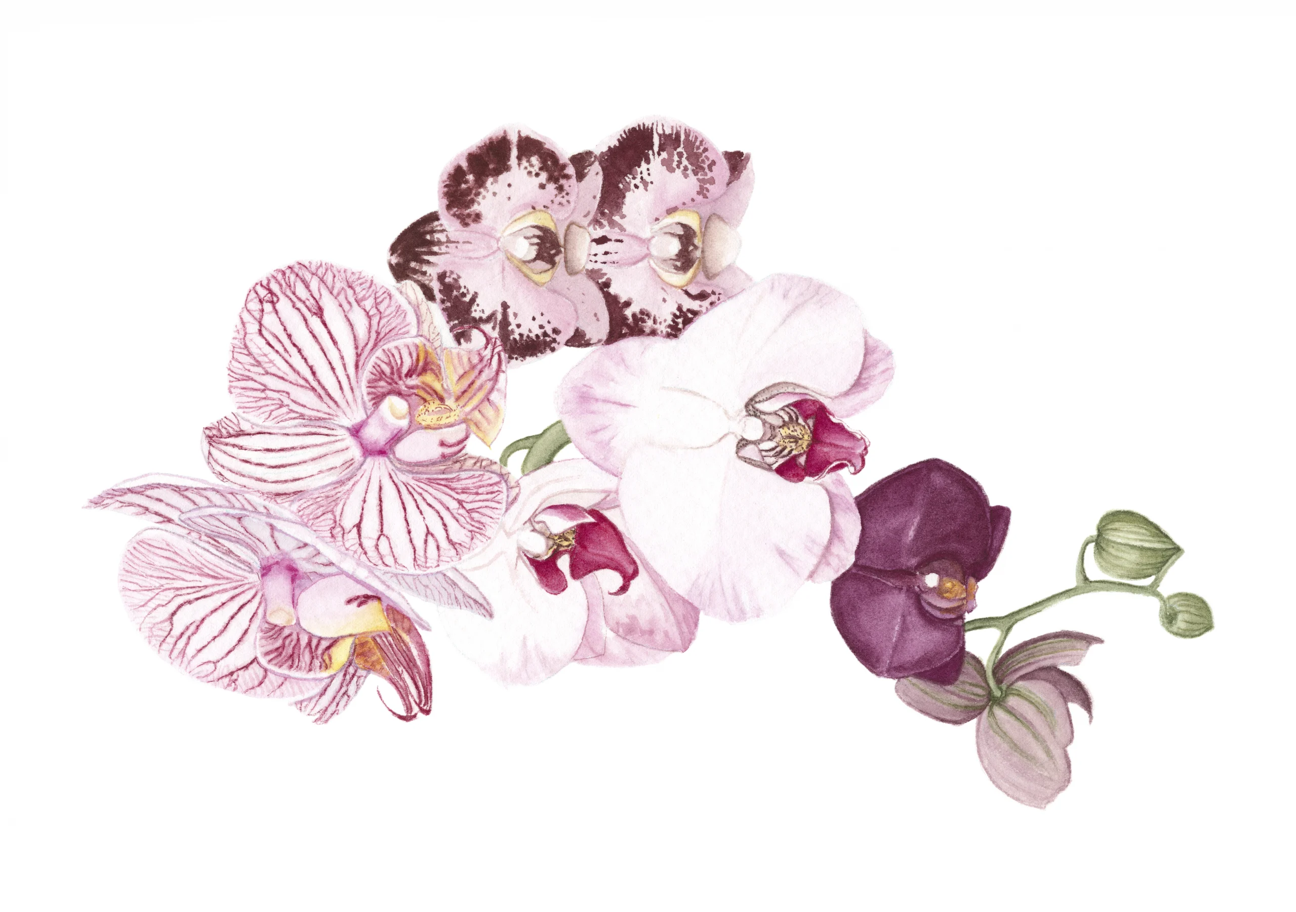 Cindy Pretorius Collection CP31 Pink, purple and white orchid print with white background