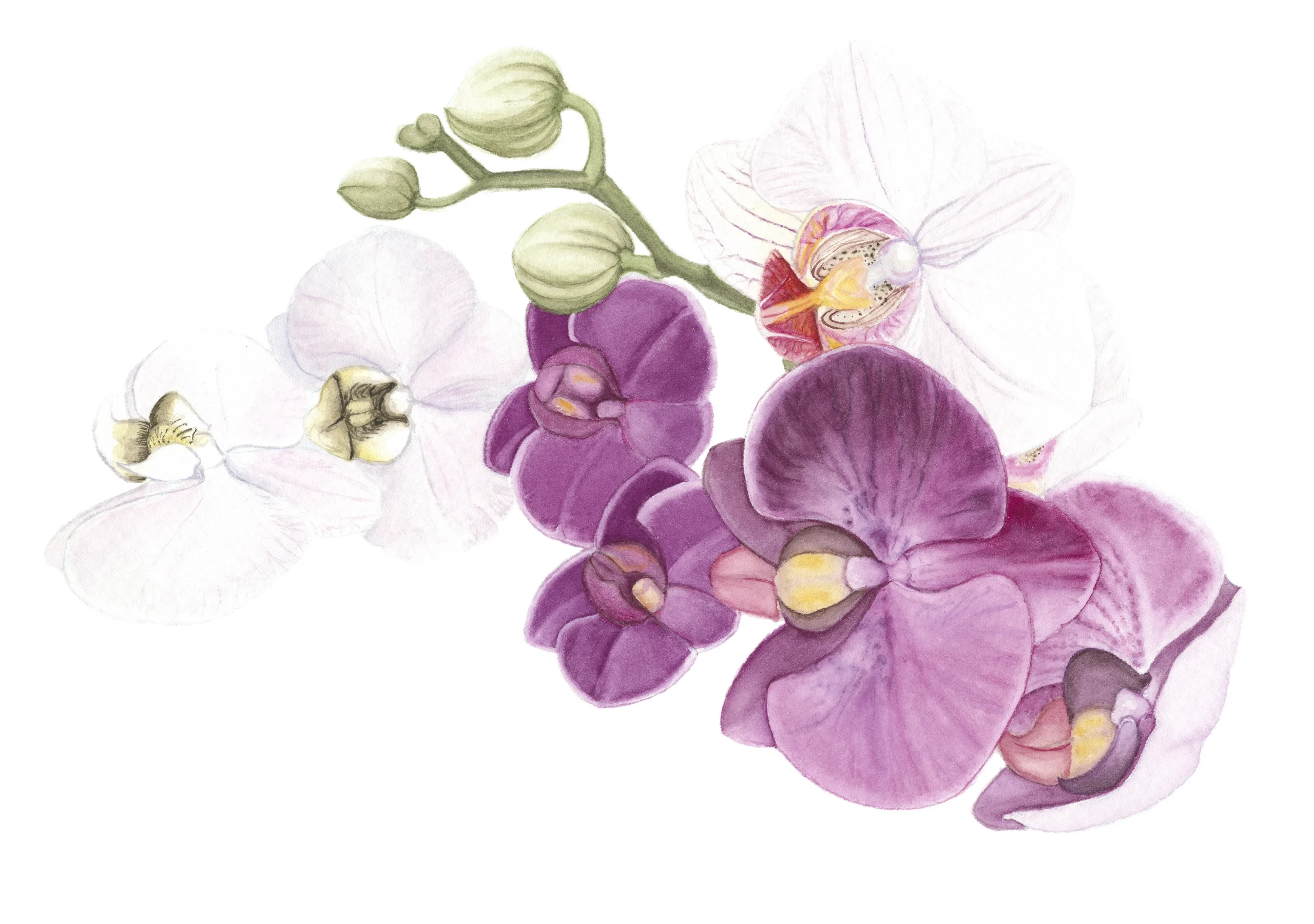 Cindy Pretorius Collection CP32Purple and white orchid print with white background