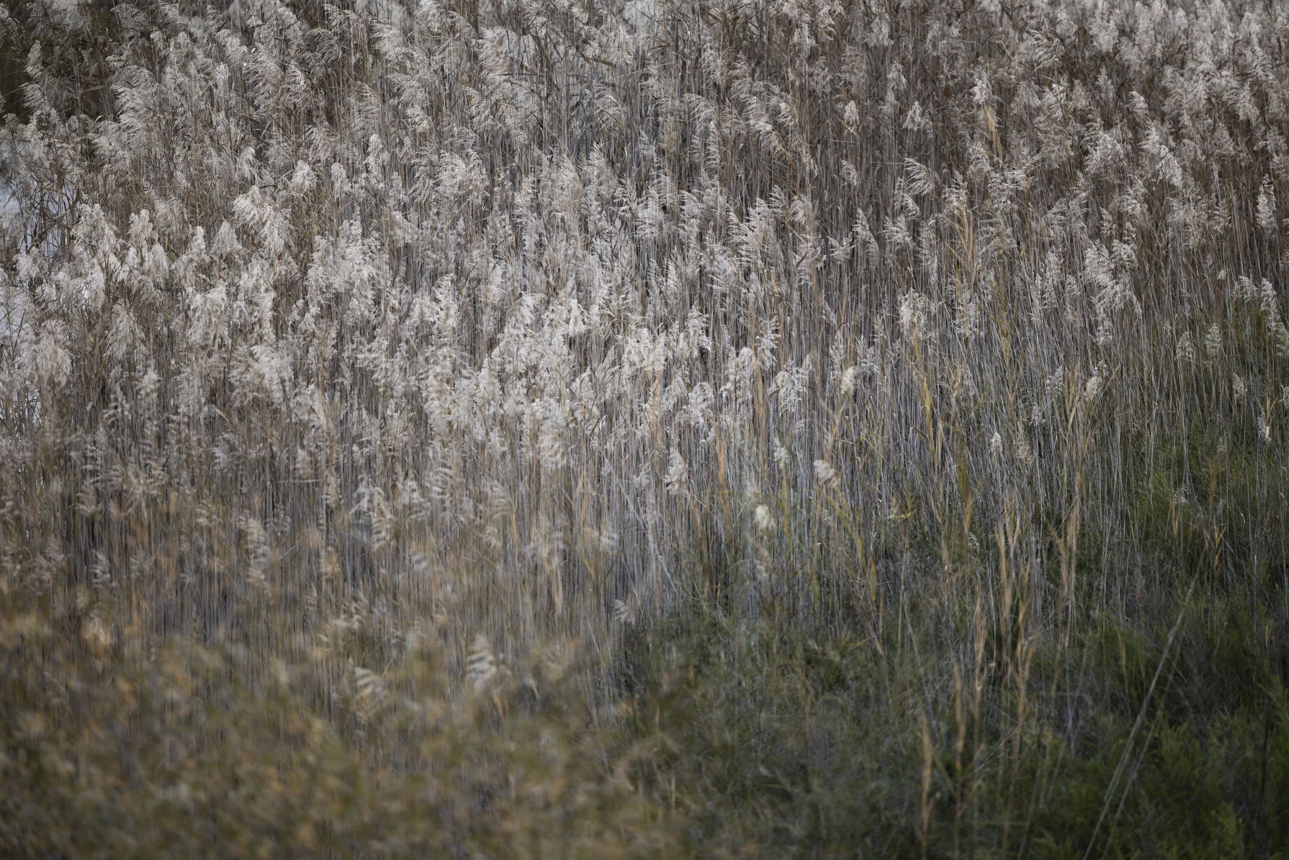 Fumi Hirai Collection FH02 Wild flower photography, Orms Print Room