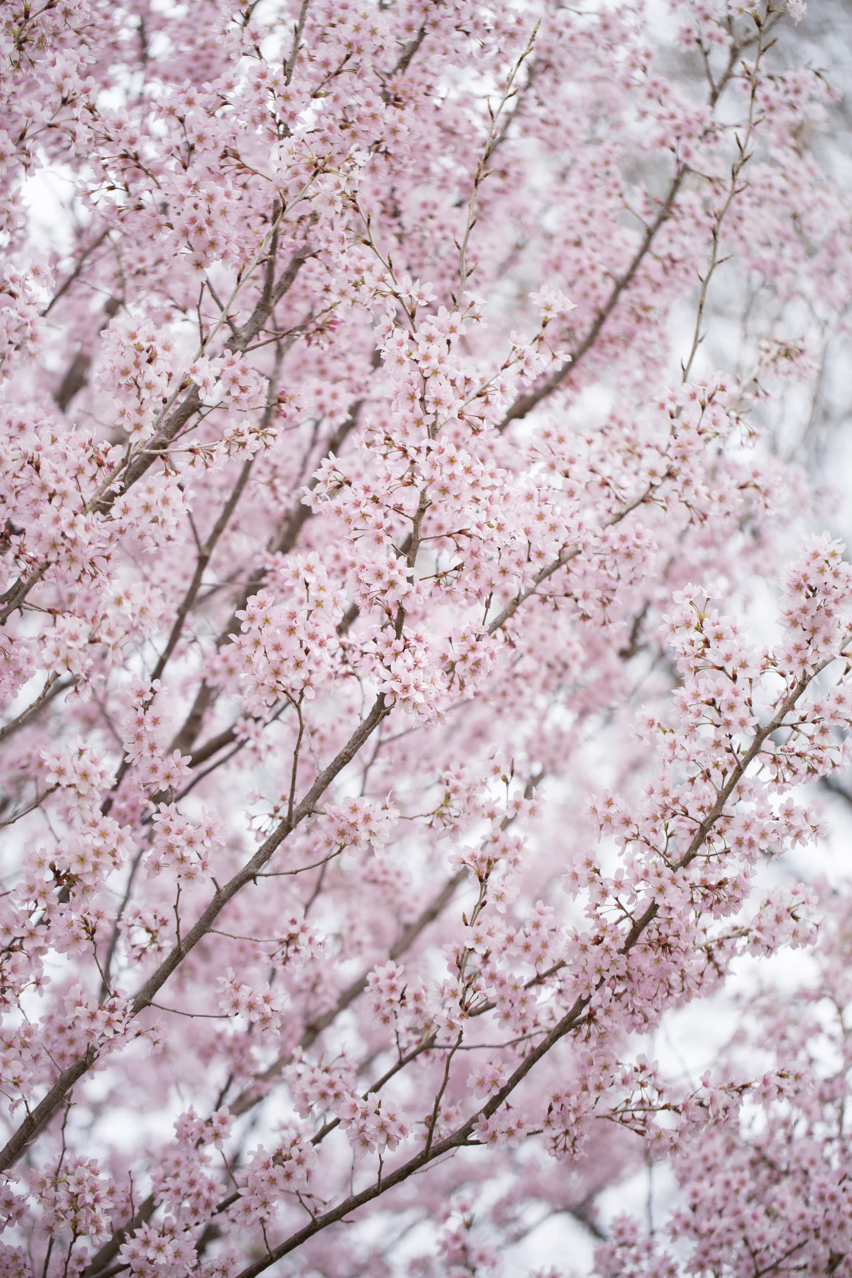 Fumi Hirai Collection FH09 Cherry Blossom photography, Orms Print Room