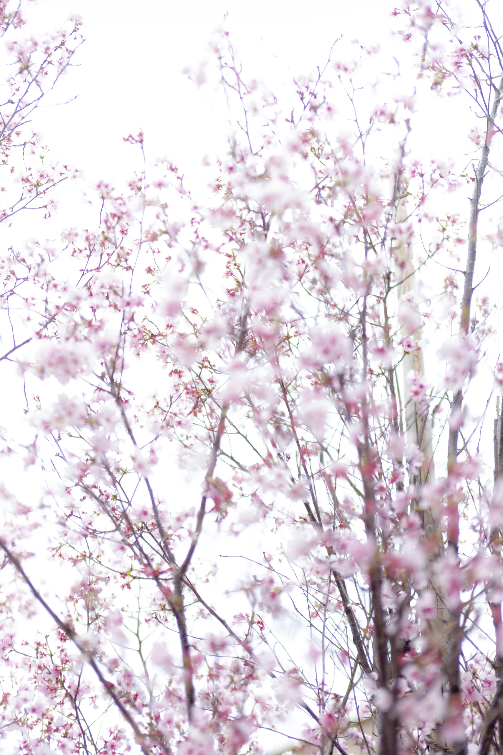 Fumi Hirai Collection FH10 Cherry Blossom photography, Orms Print Room