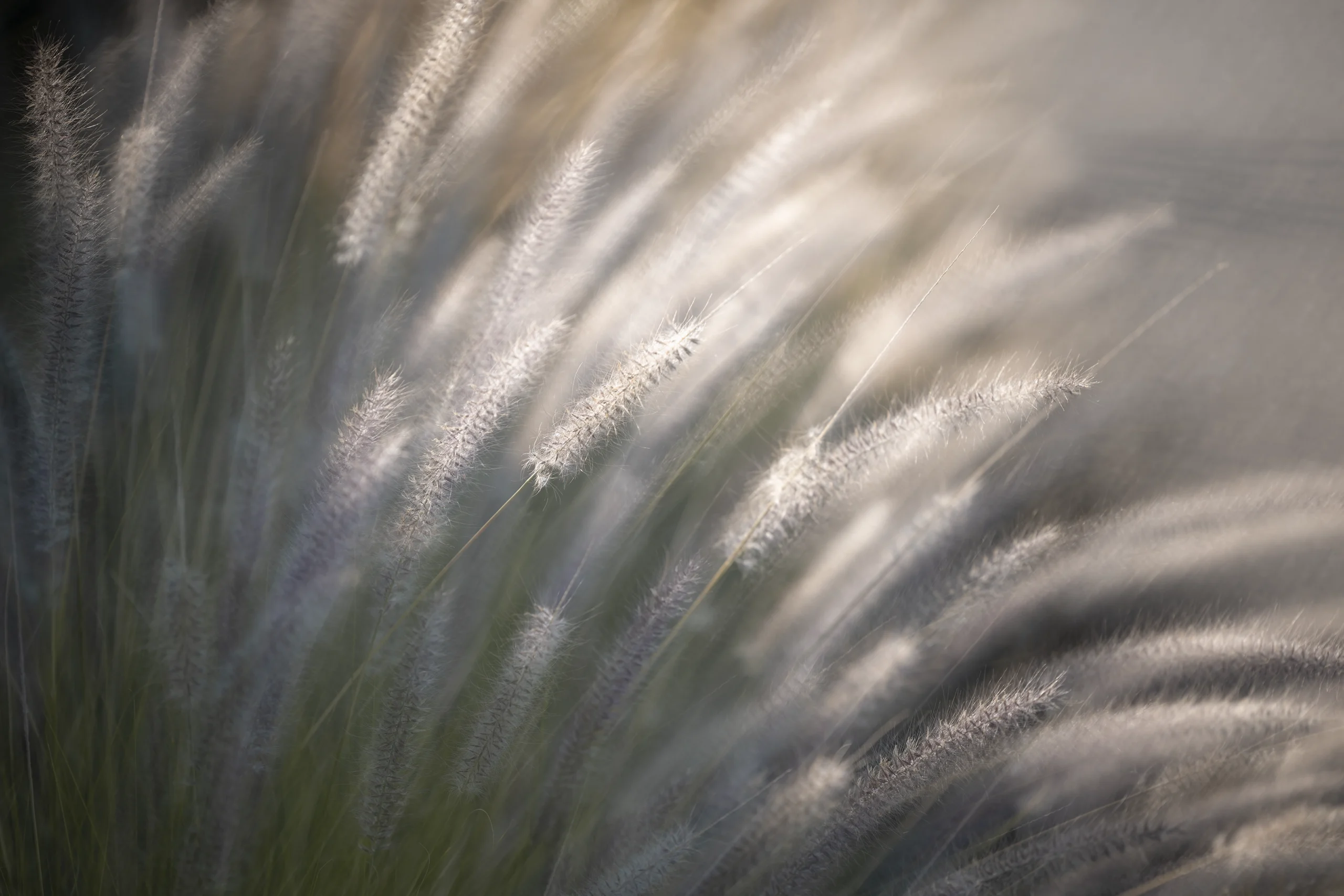 Fumi Hirai Collection FH11 Wild flower photography, Orms Print Room